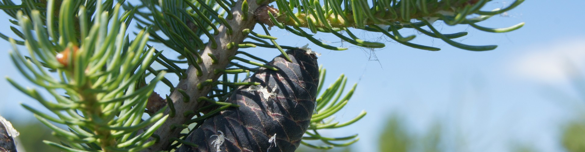 Zimozielone, o balsamicznym zapachu